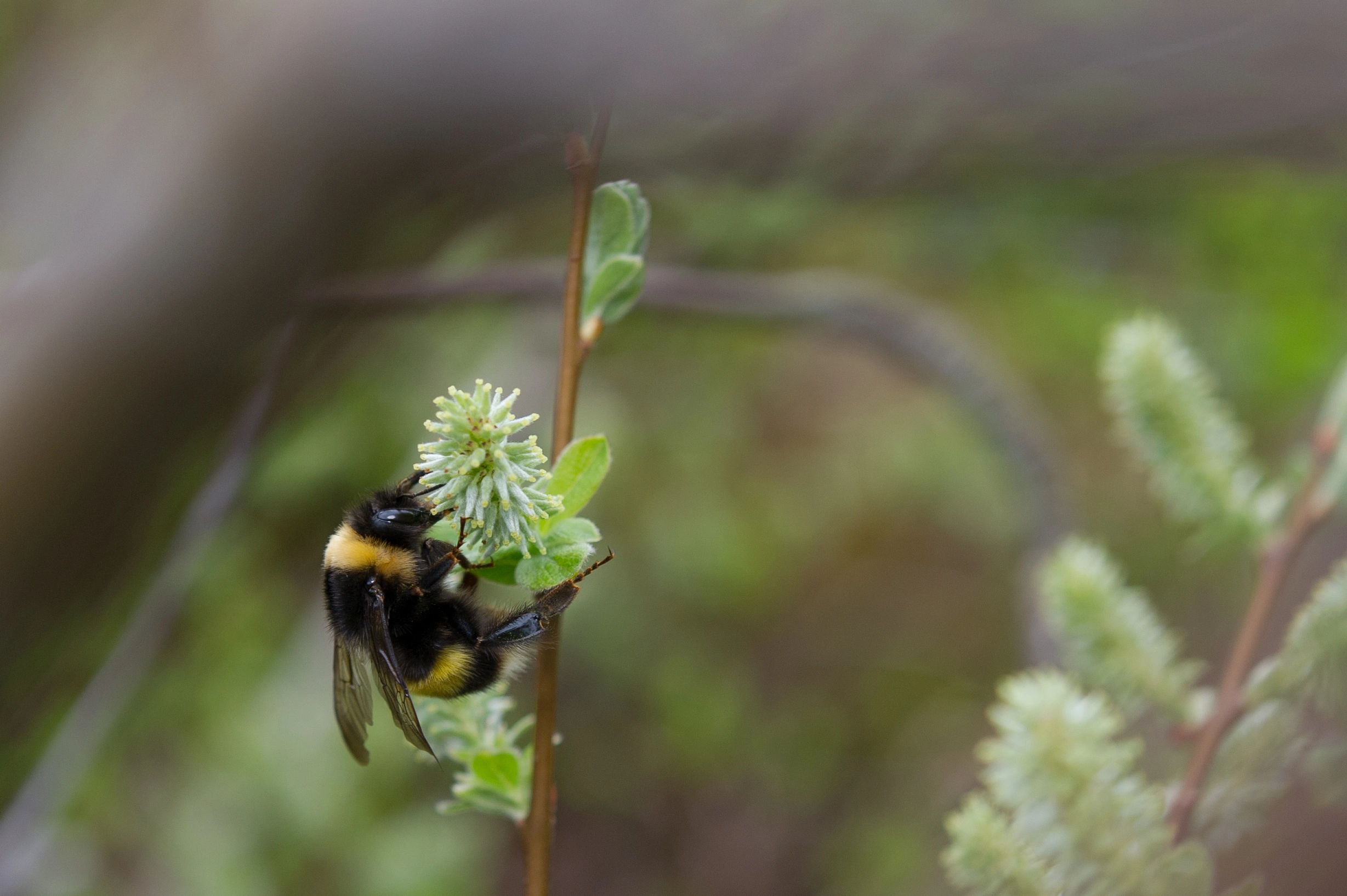 : Bombus magnus.