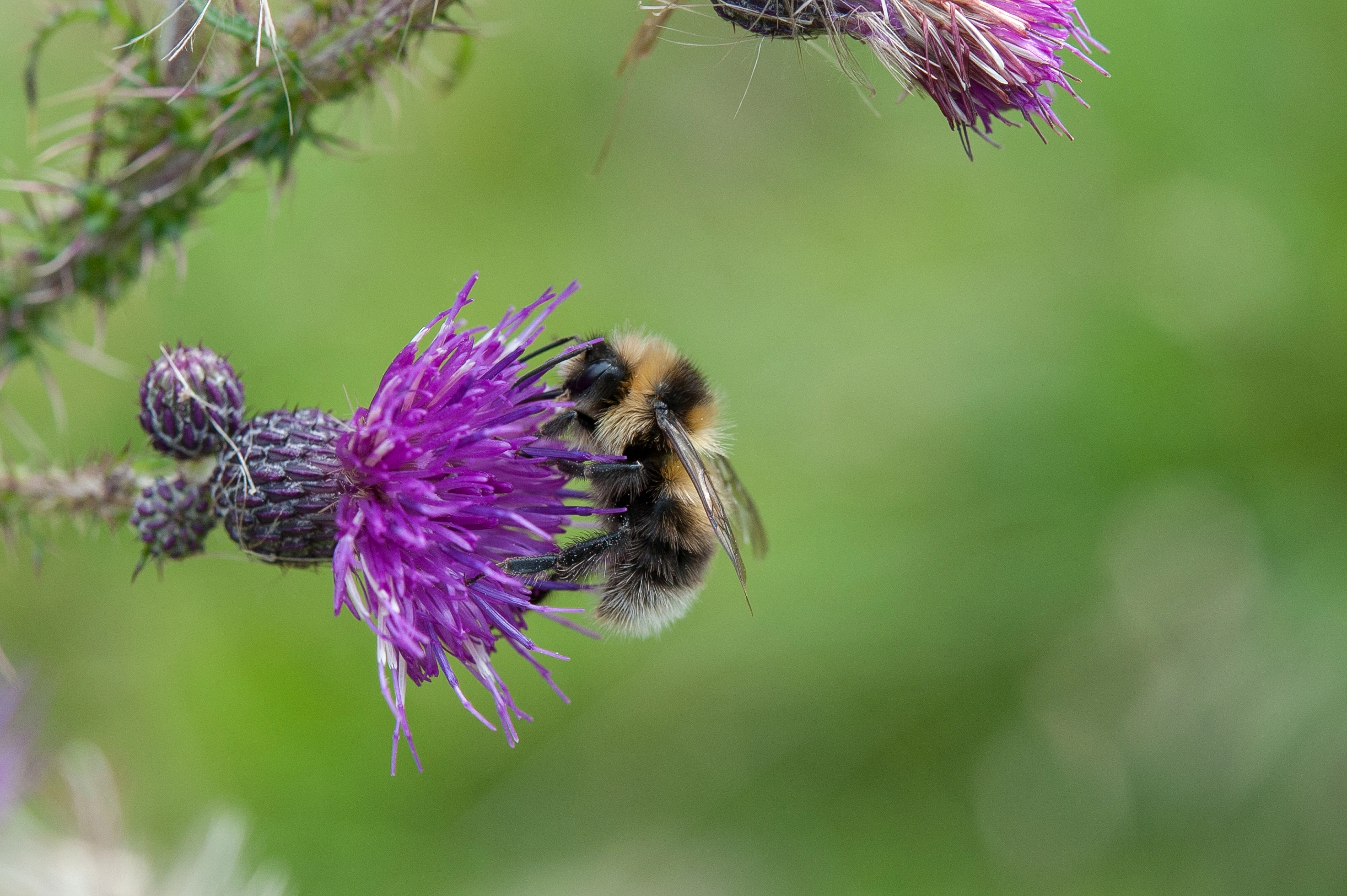 : Bombus hortorum.