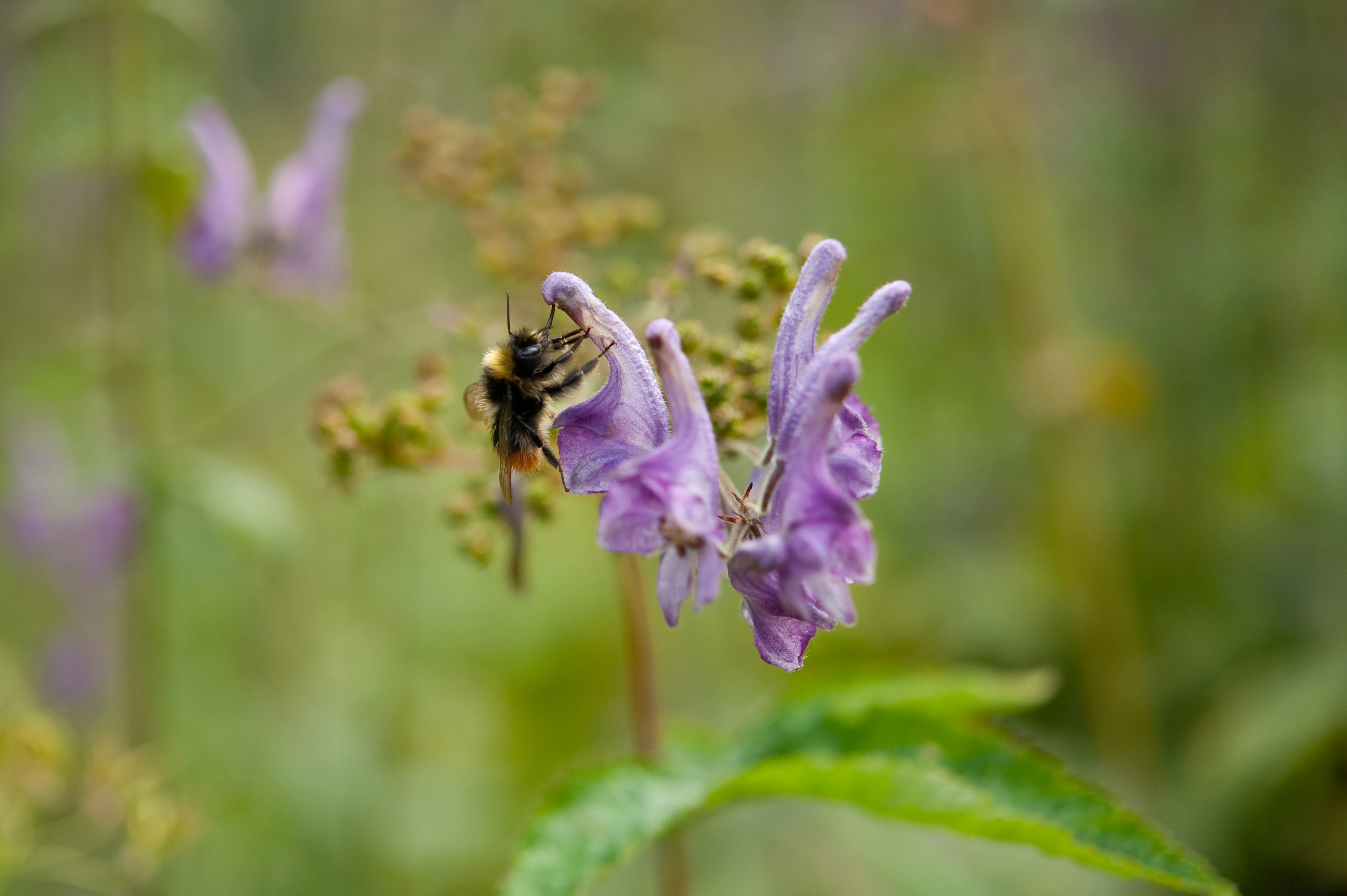 : Bombus wurflenii.