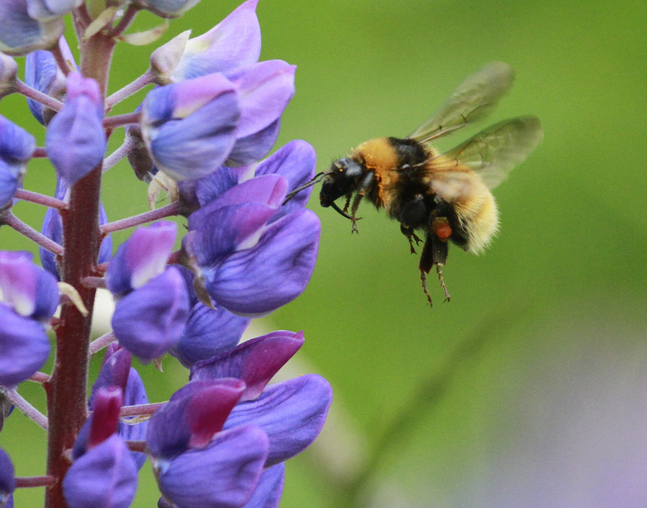 : Bombus (Subterraneobombus) distinguendus.