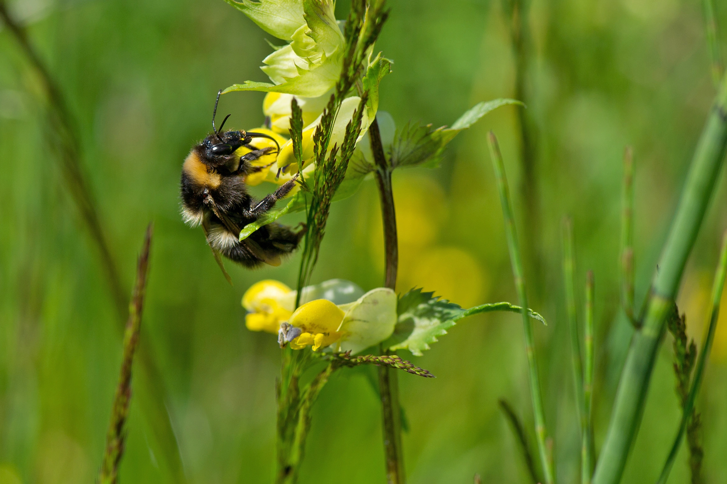 : Bombus (Megabombus) hortorum.