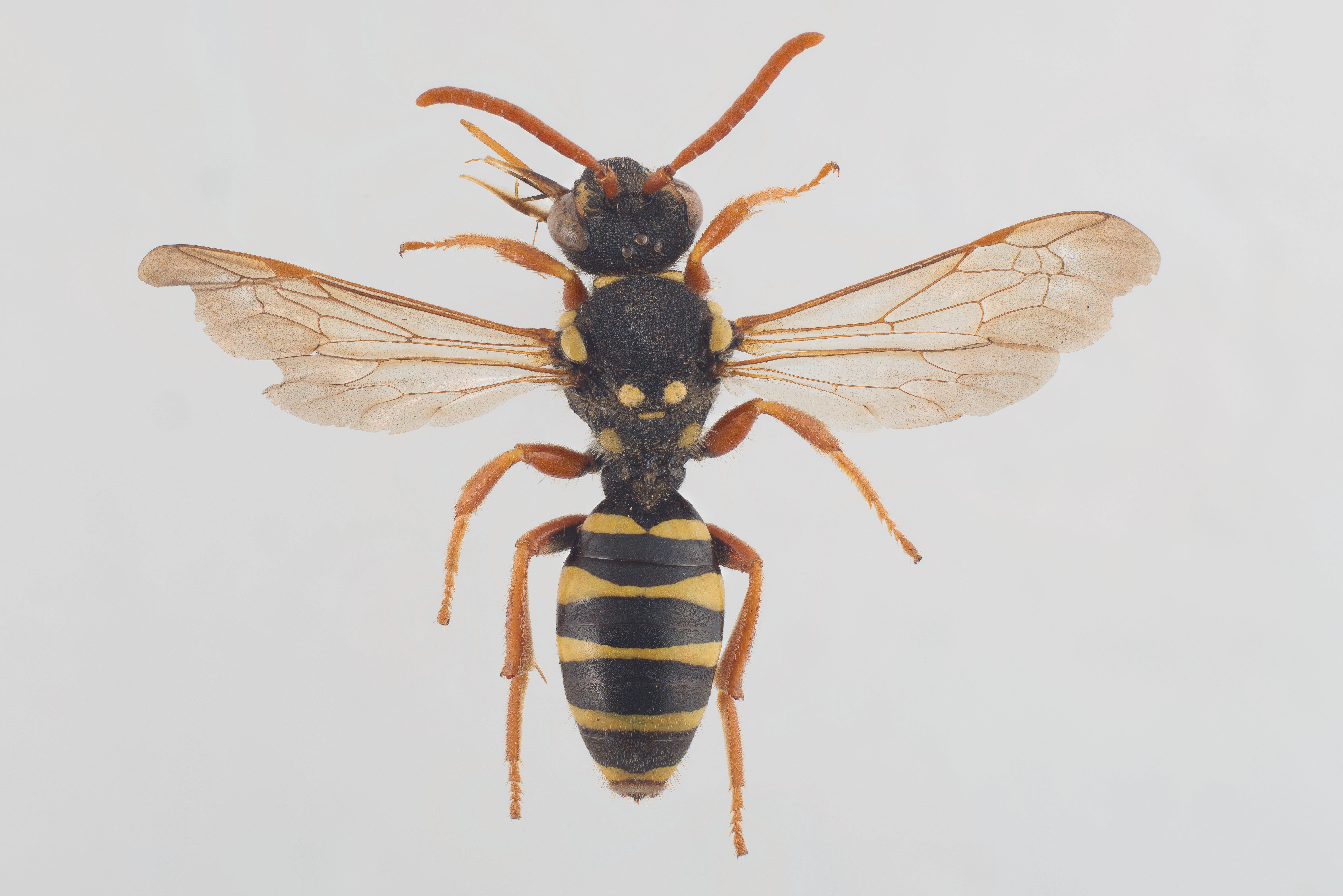 : Nomada goodeniana.