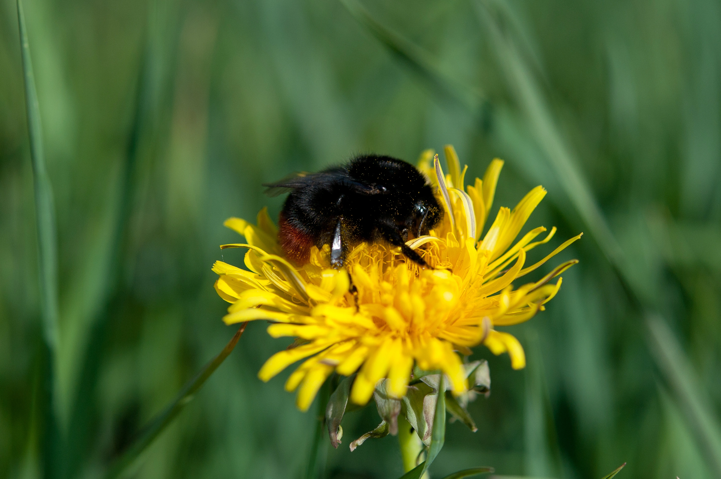 : Bombus lapidarius.