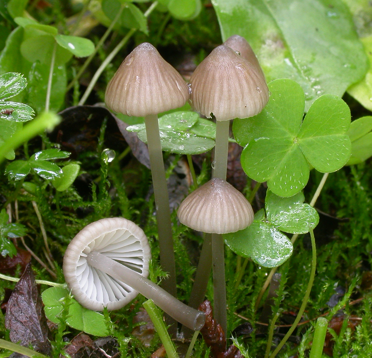 : Mycena abramsii.