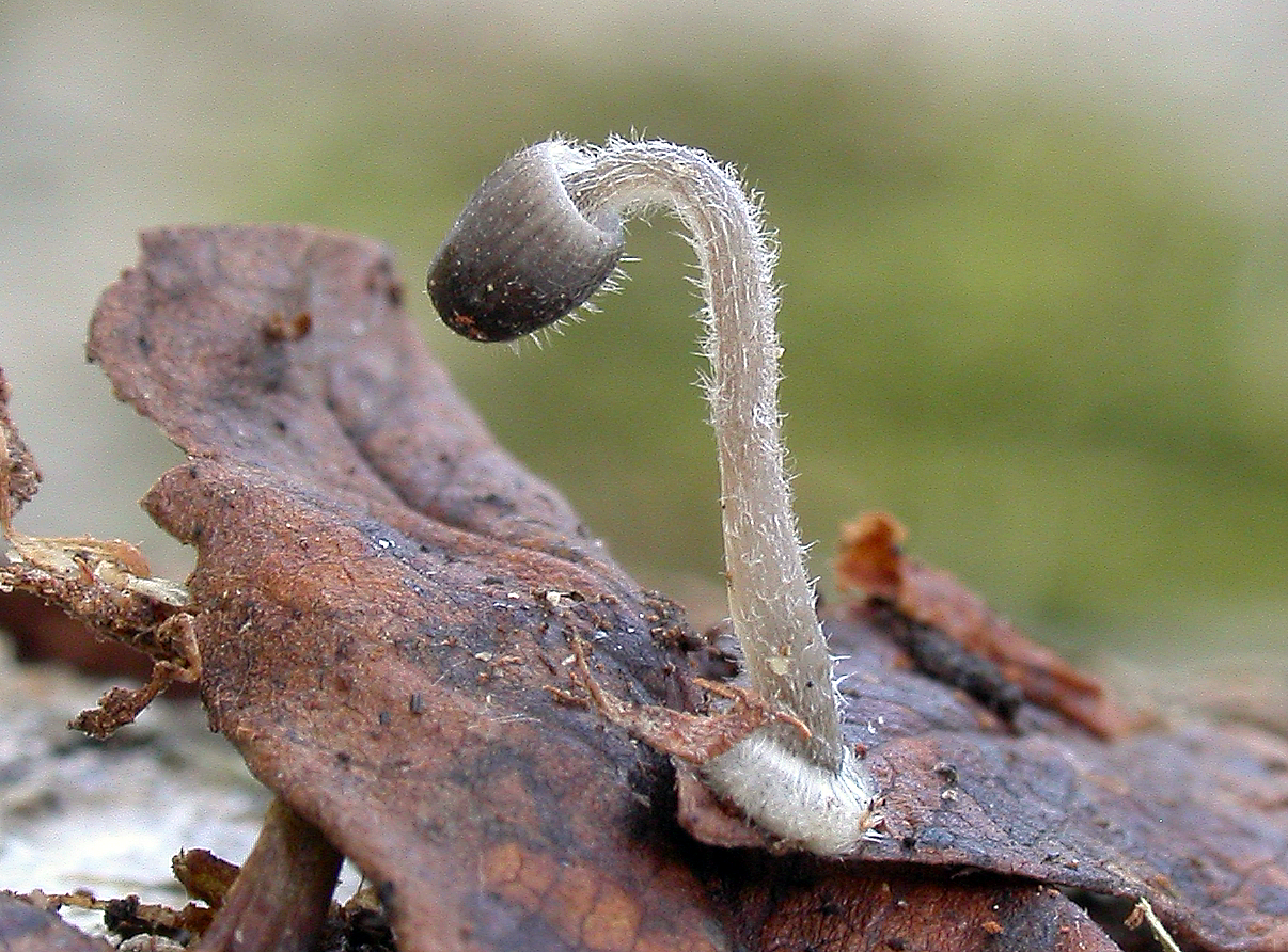 : Mycena aciculata.