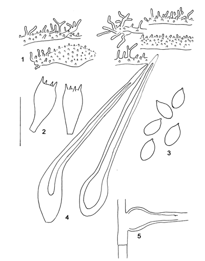 : Mycena aciculata.