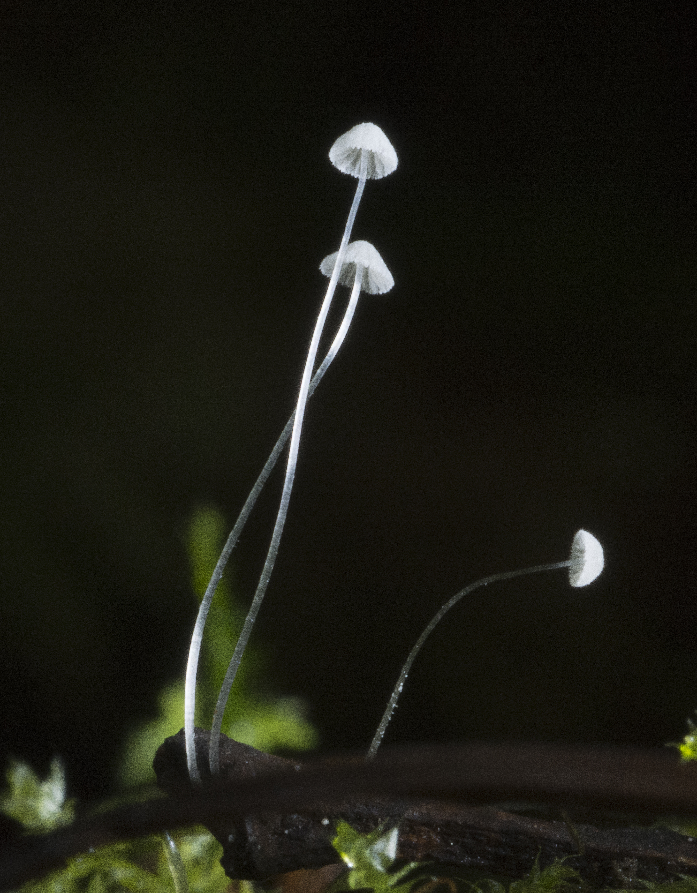 : Mycena tenerrima.