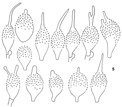 : Mycena tenerrima.