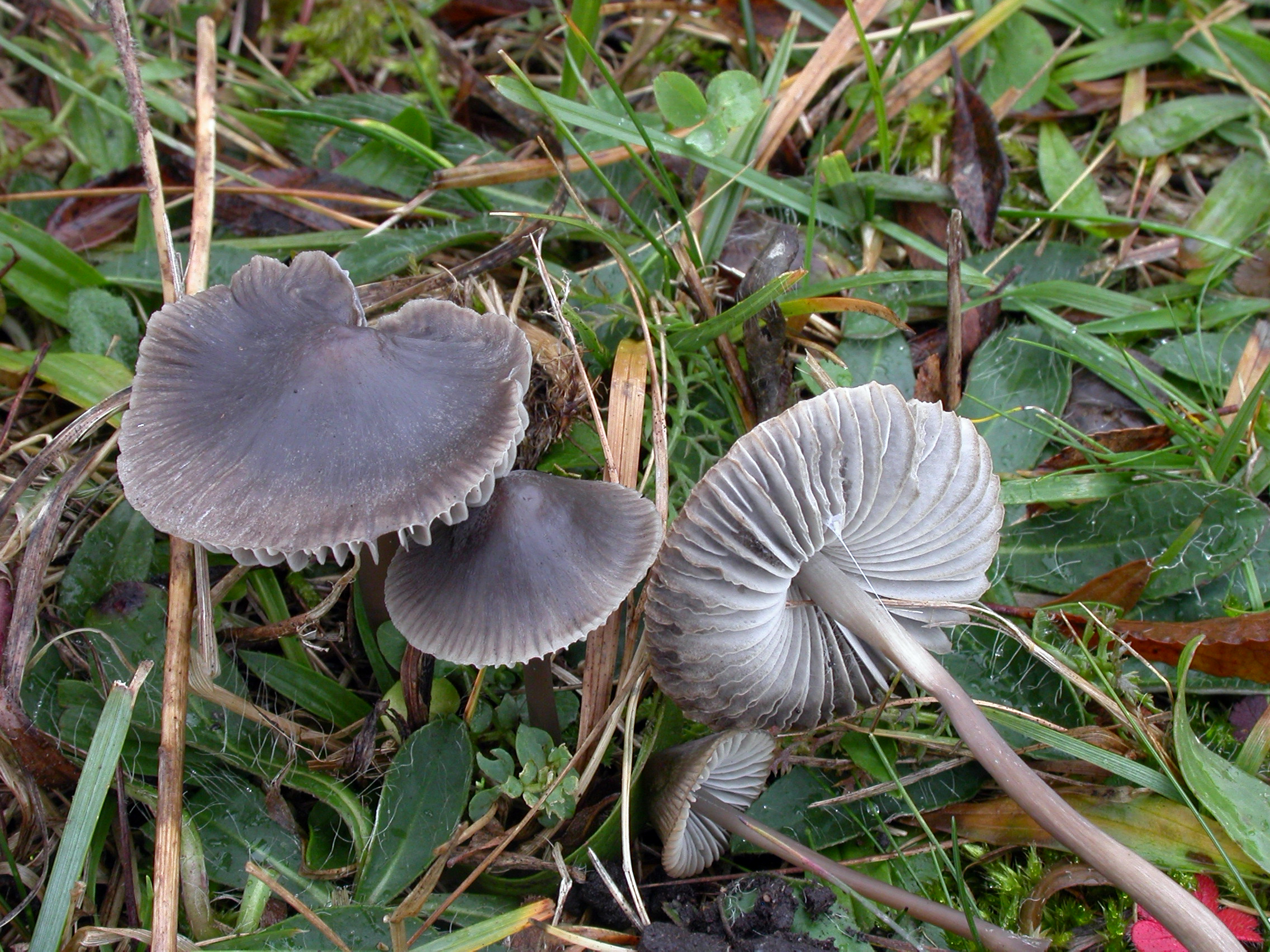 : Mycena aetites.