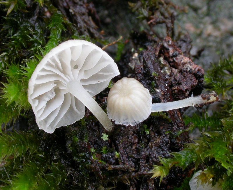 : Phloeomana alba.