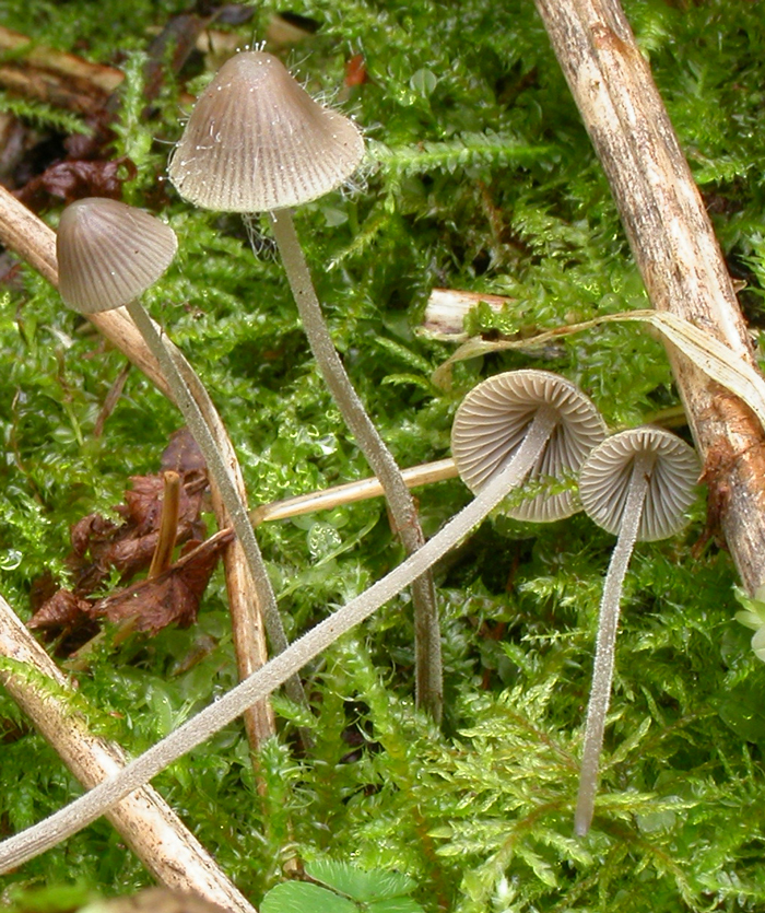 : Mycena amicta.