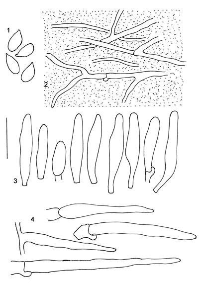 : Mycena amicta.