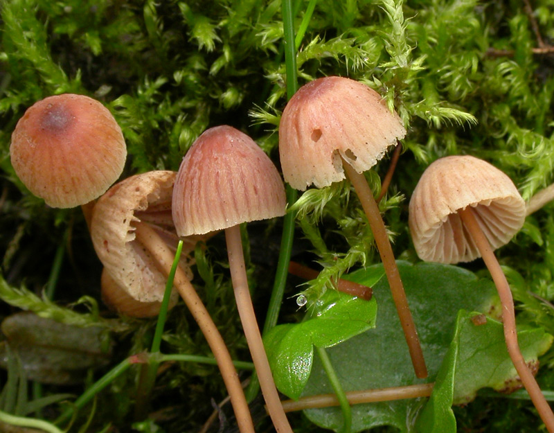 : Mycena alexandri.