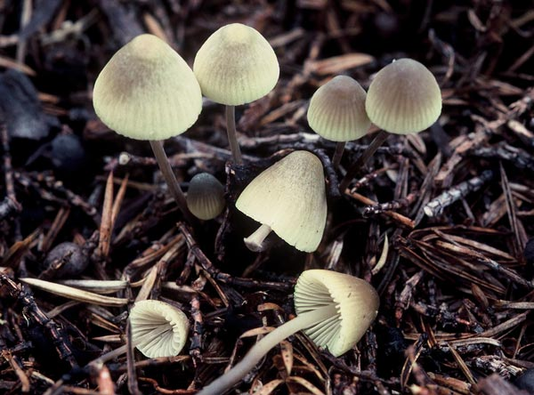 : Mycena arcangeliana.