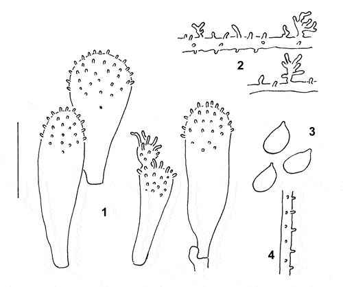 : Mycena arcangeliana.