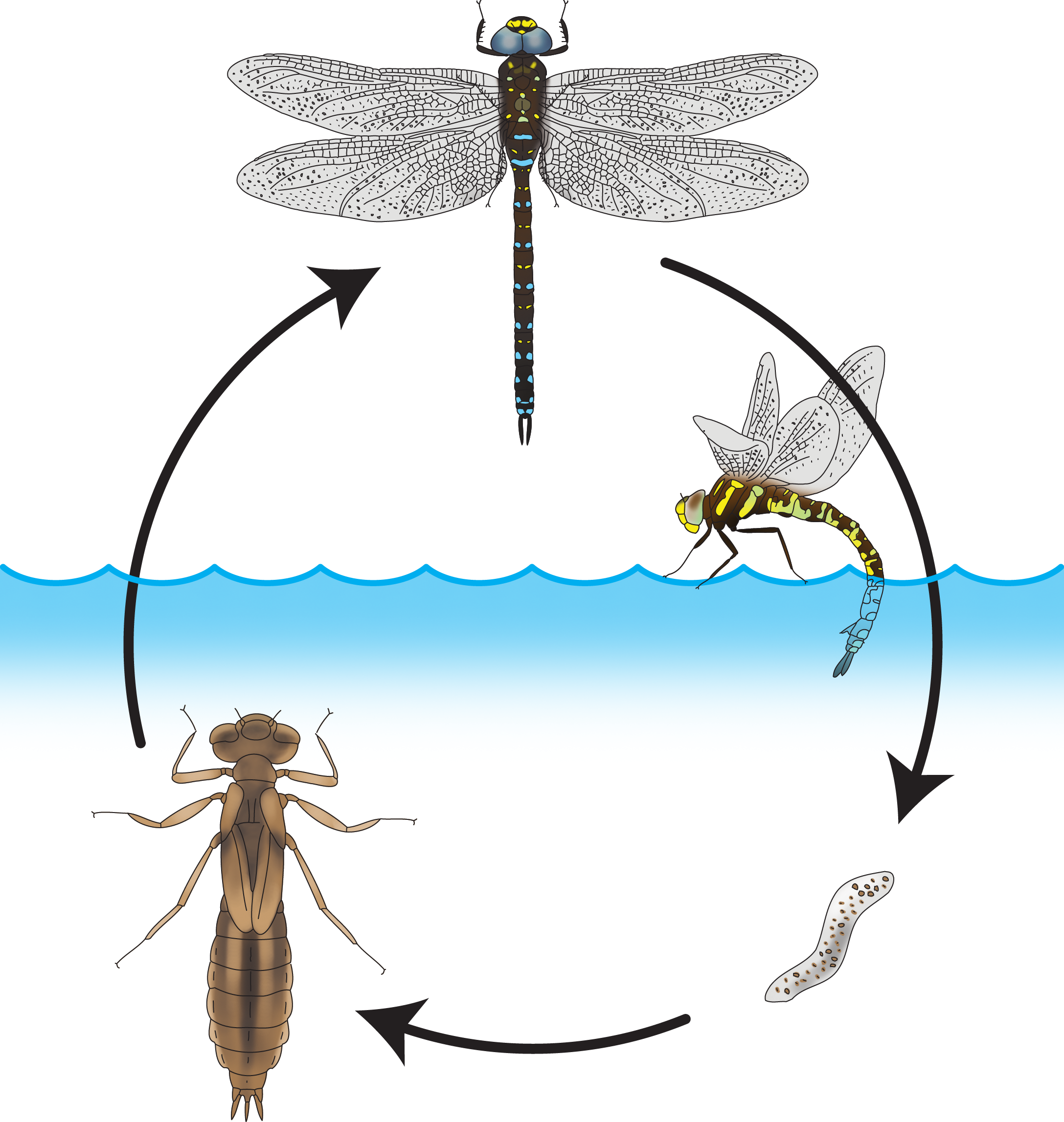 : Odonata.