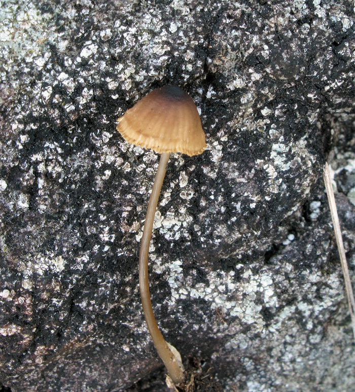 : Phloeomana atropapillata.