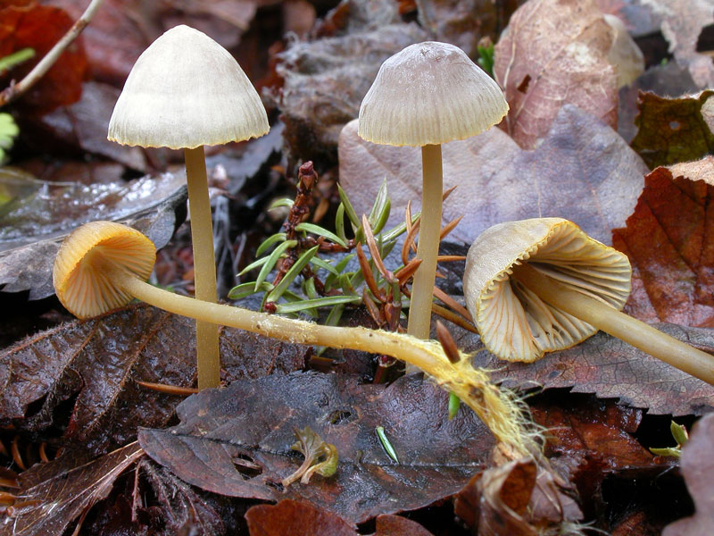 : Mycena aurantiomarginata.