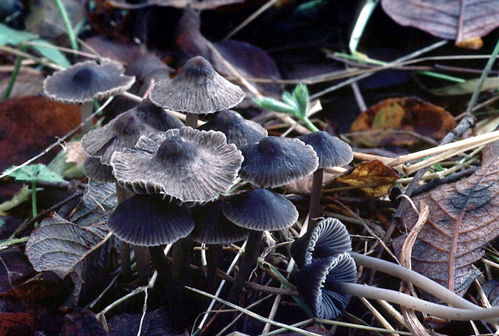 : Mycena austera.