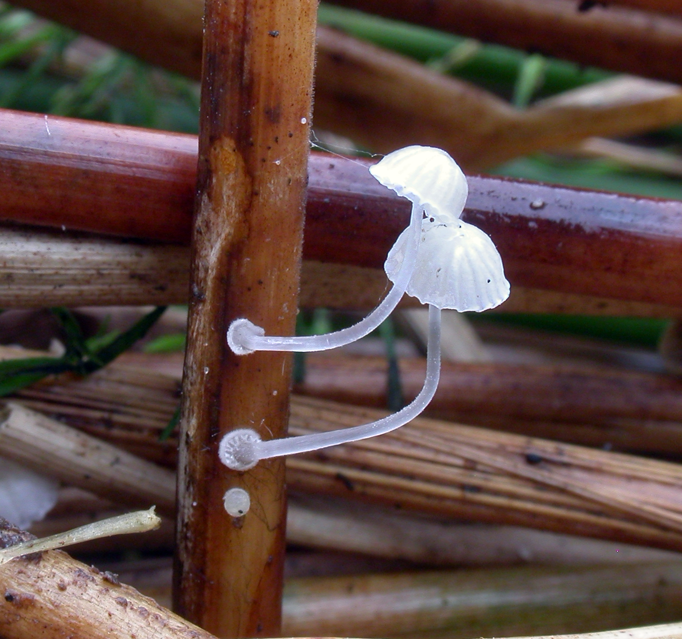 : Mycena bulbosa.