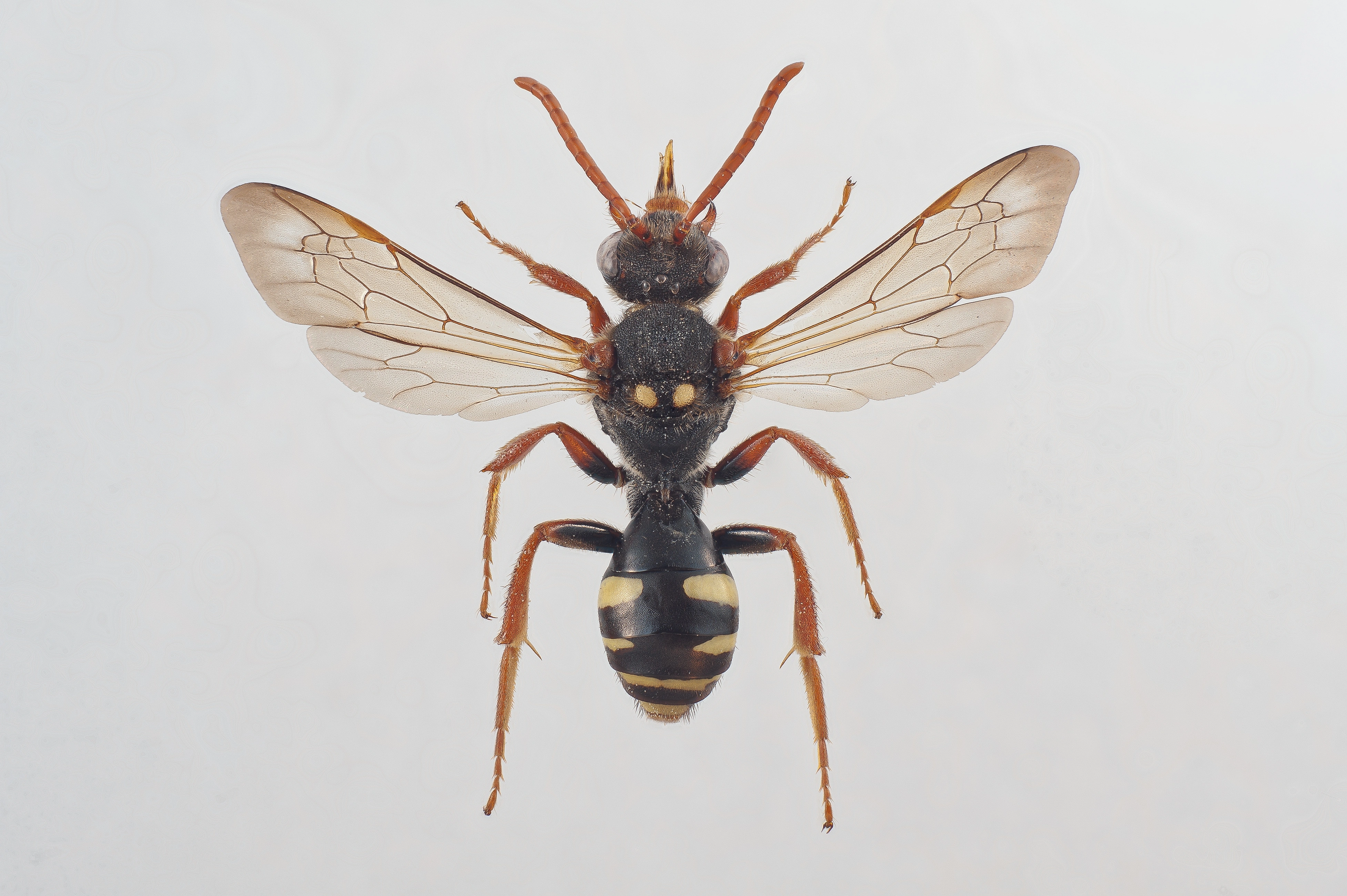 : Nomada marshamella.