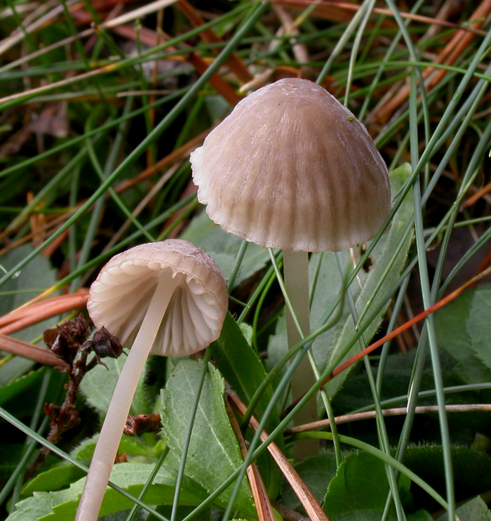 : Mycena capillaripes.