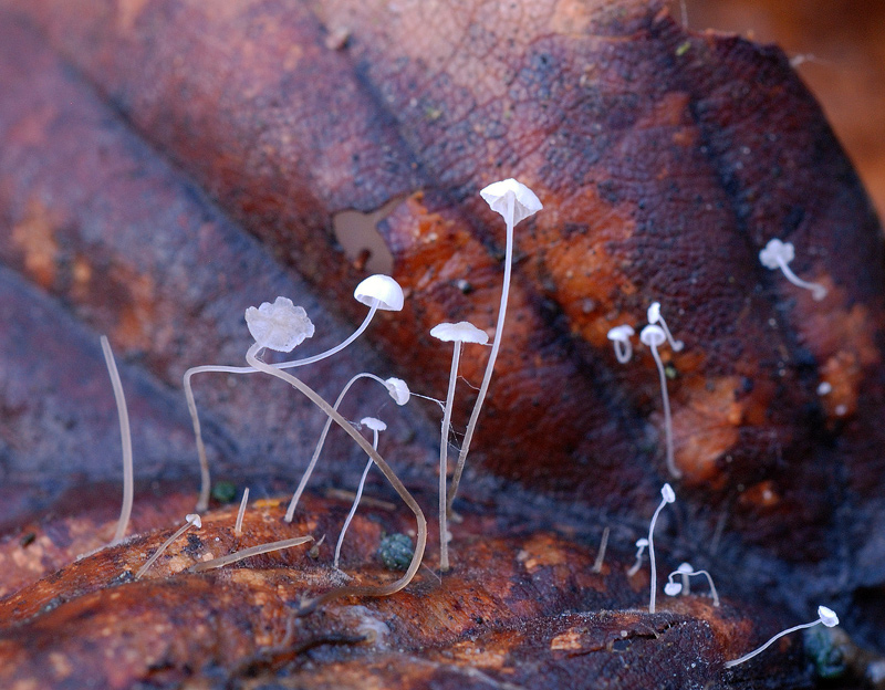 : Mycena capillaris.