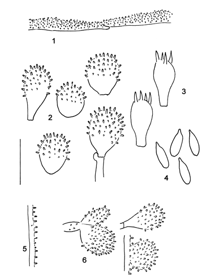 : Mycena capillaris.