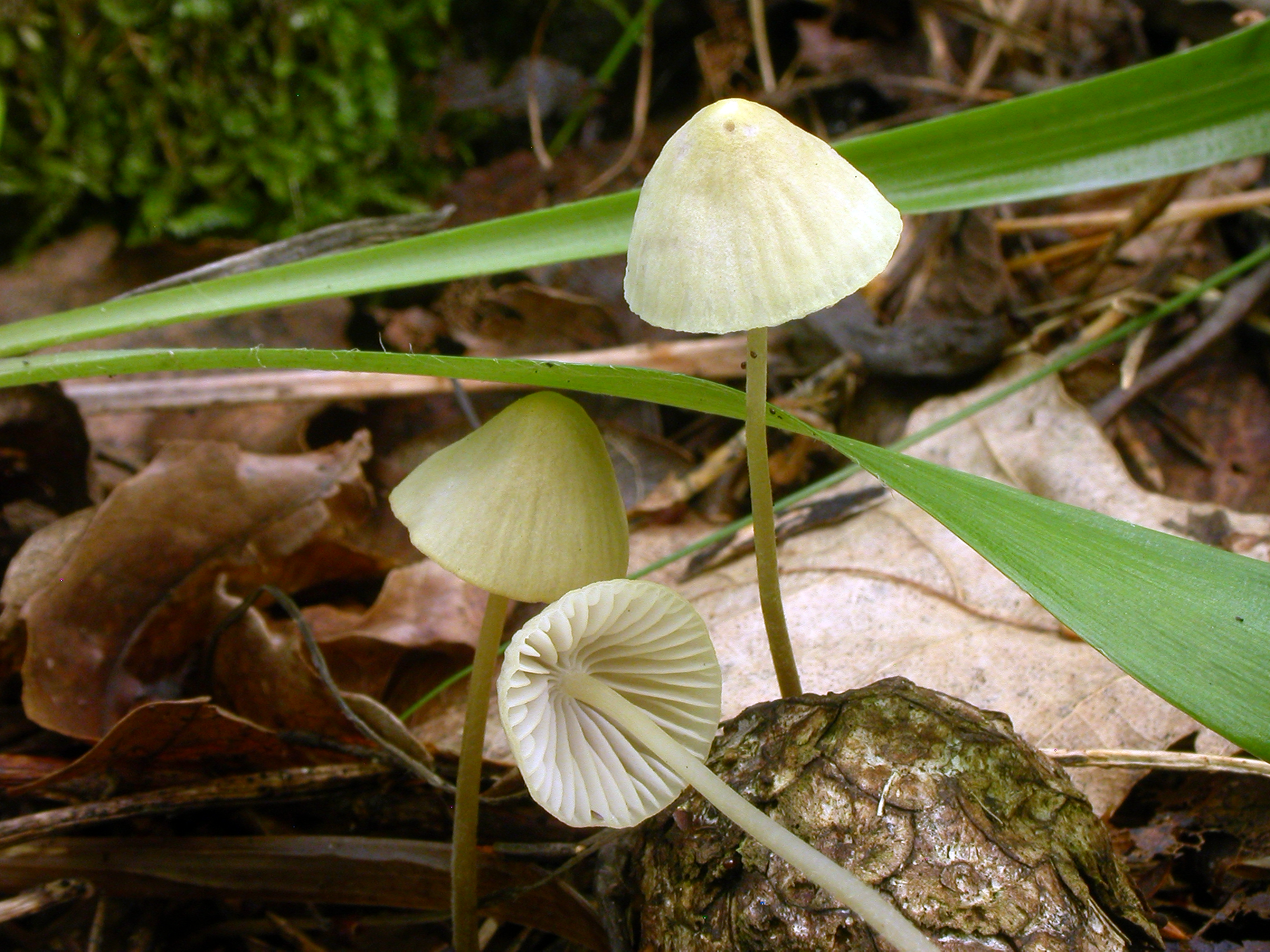 : Mycena citrinomarginata.