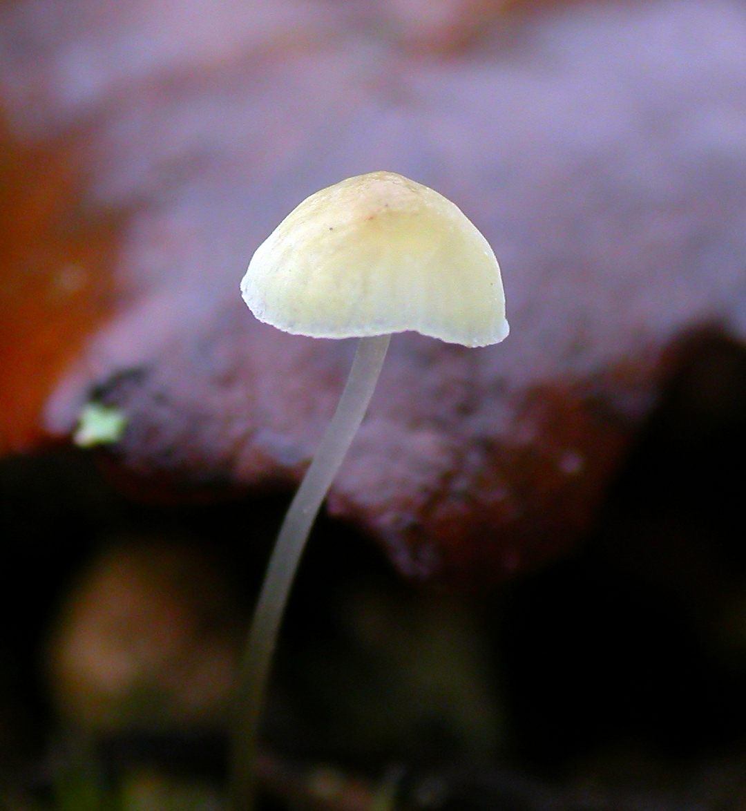 : Mycena citrinovirens.