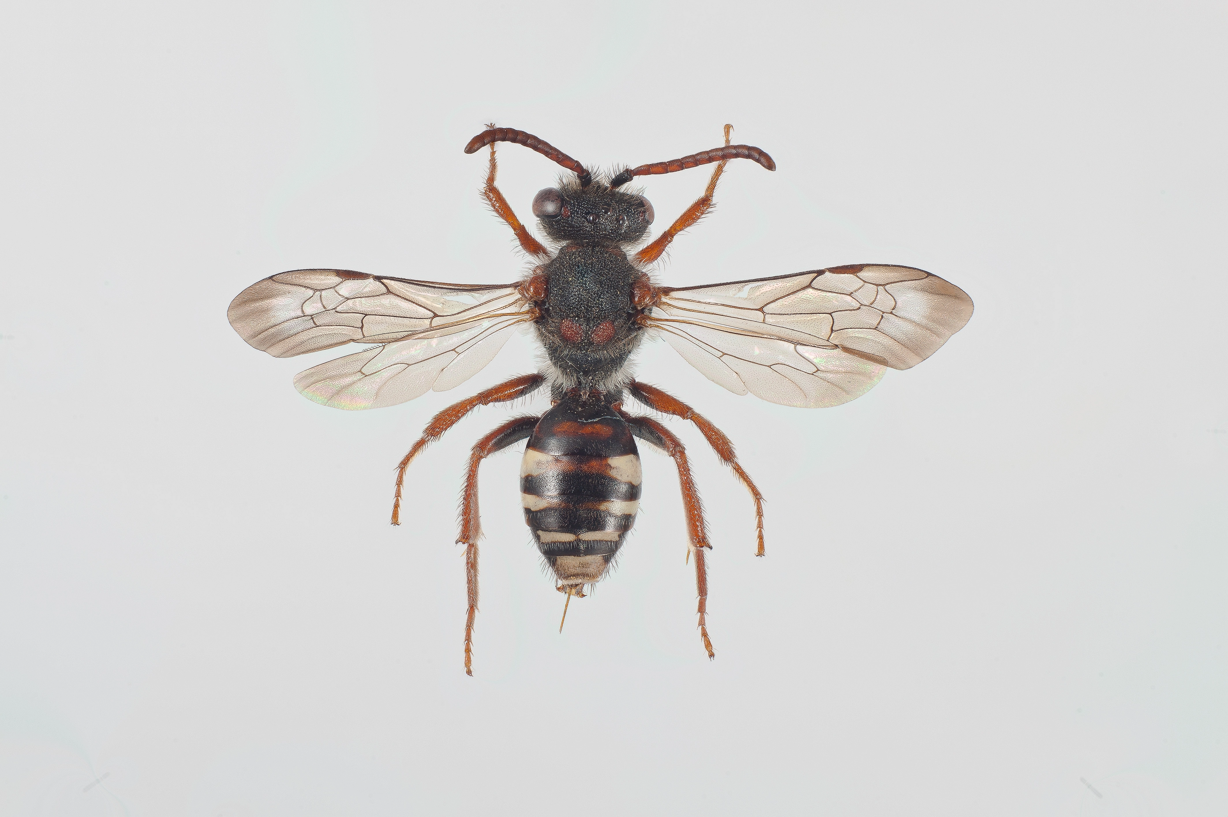 : Nomada obscura.