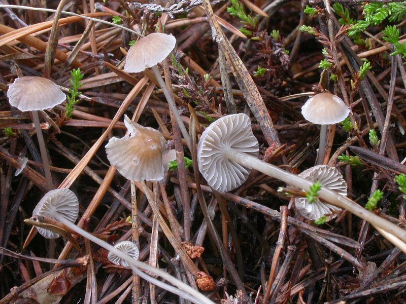 : Mycena clavicularis.