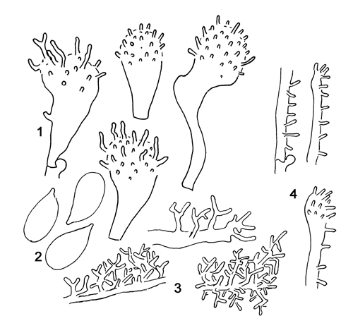 : Mycena clavicularis.