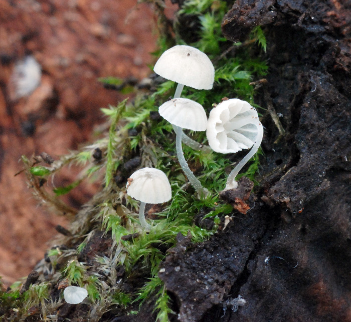 : Mycena clavularis.