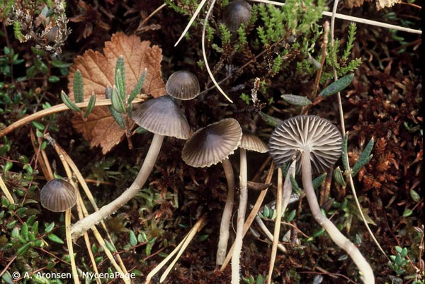 : Mycena concolor.