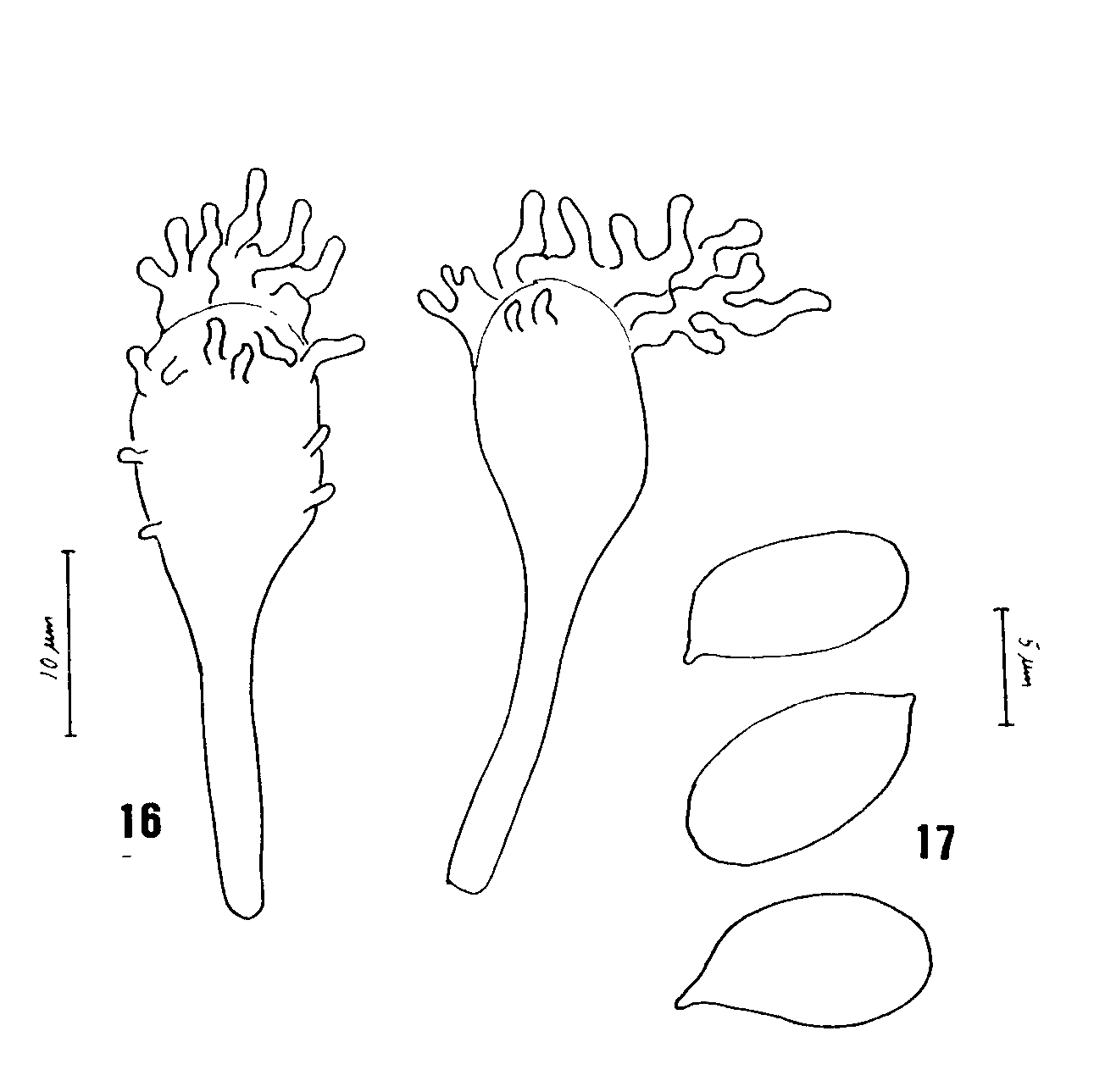 : Mycena concolor.