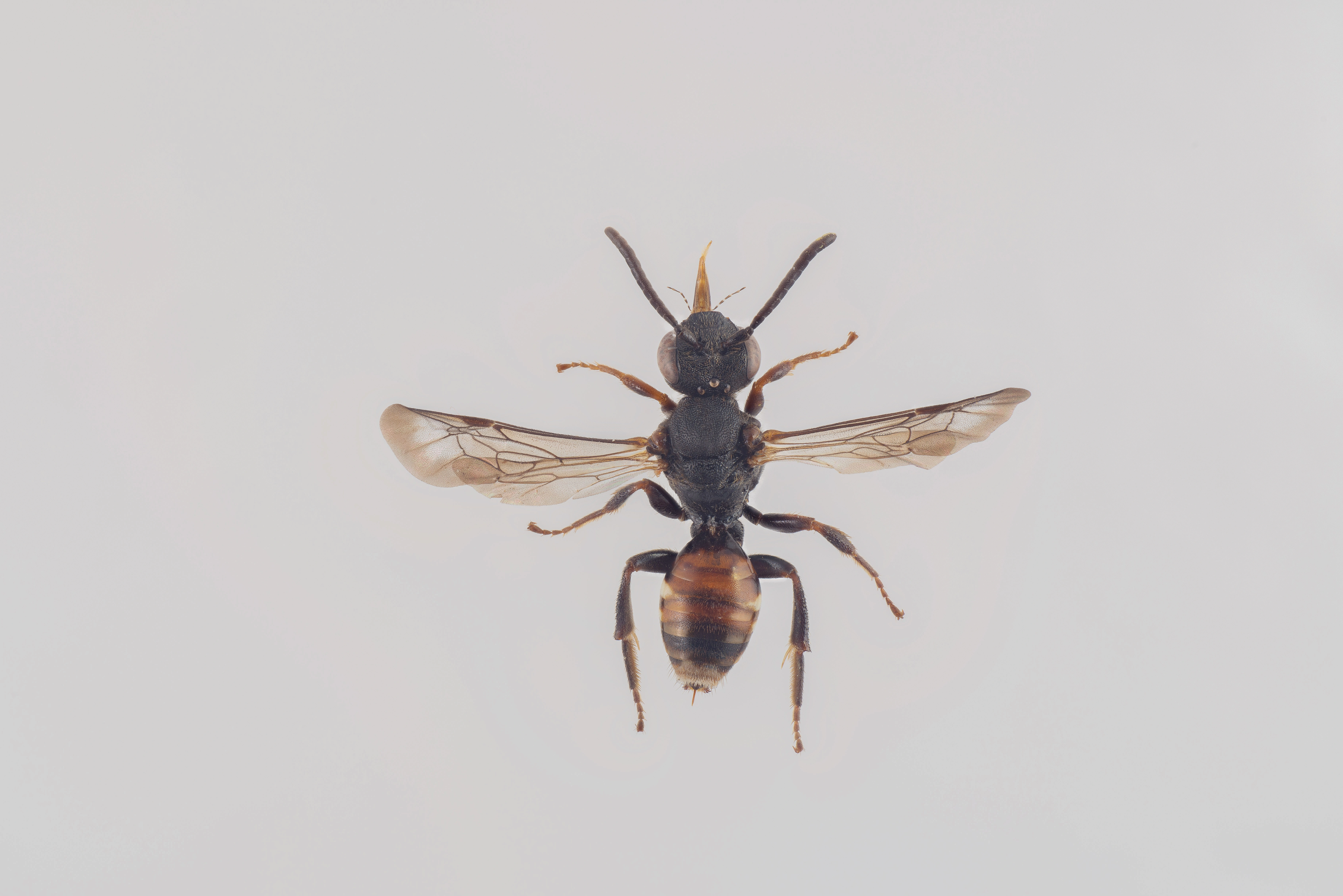 : Nomada obtusifrons.