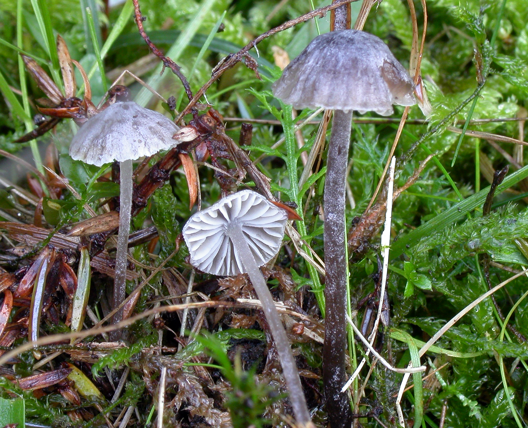 : Mycena cretata.