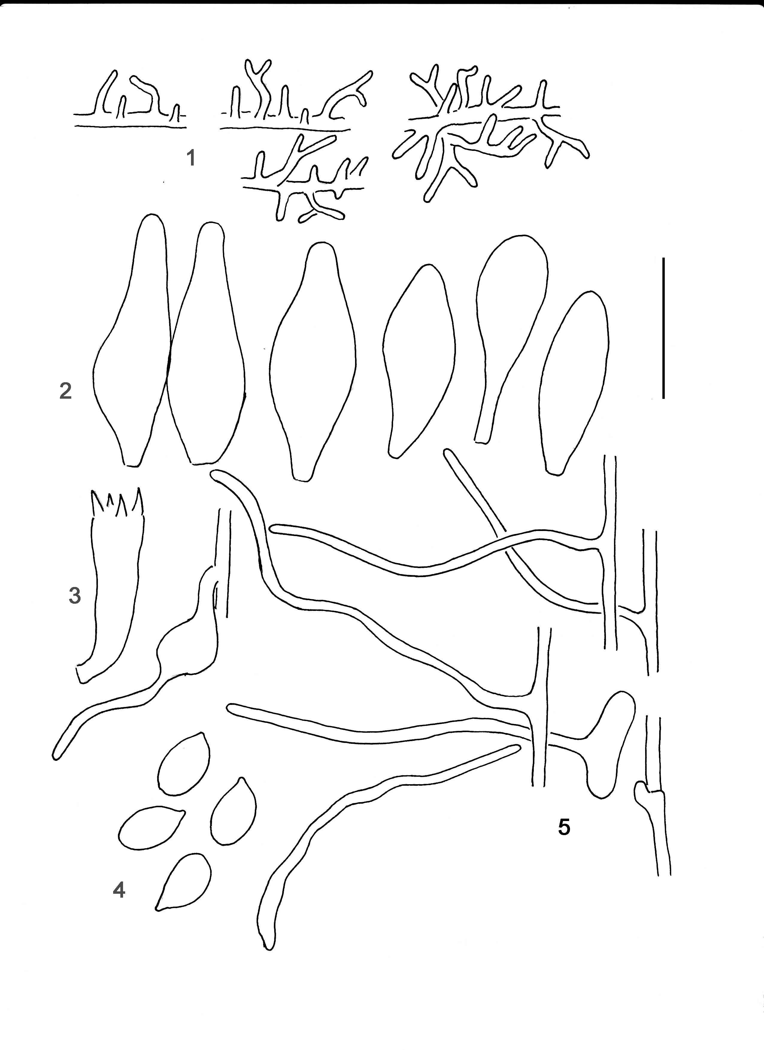 : Mycena cretata.