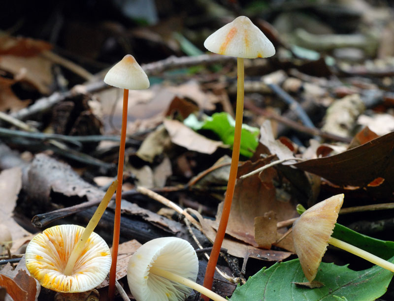 : Mycena crocata.