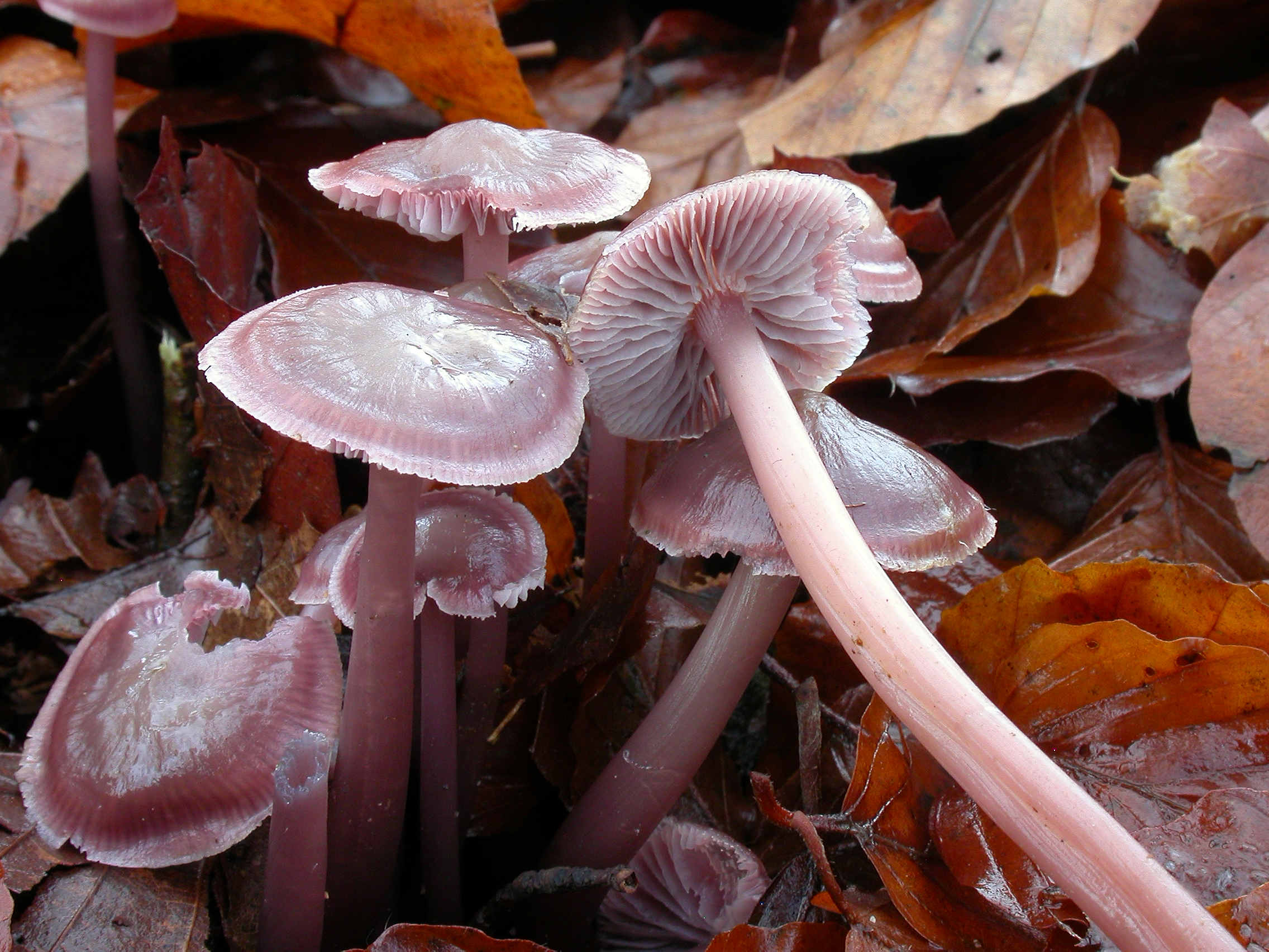 : Mycena diosma.