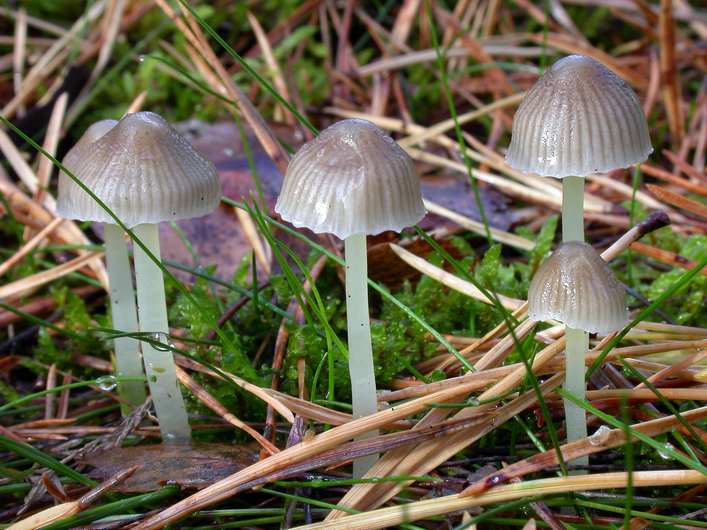 : Mycena epipterygia.