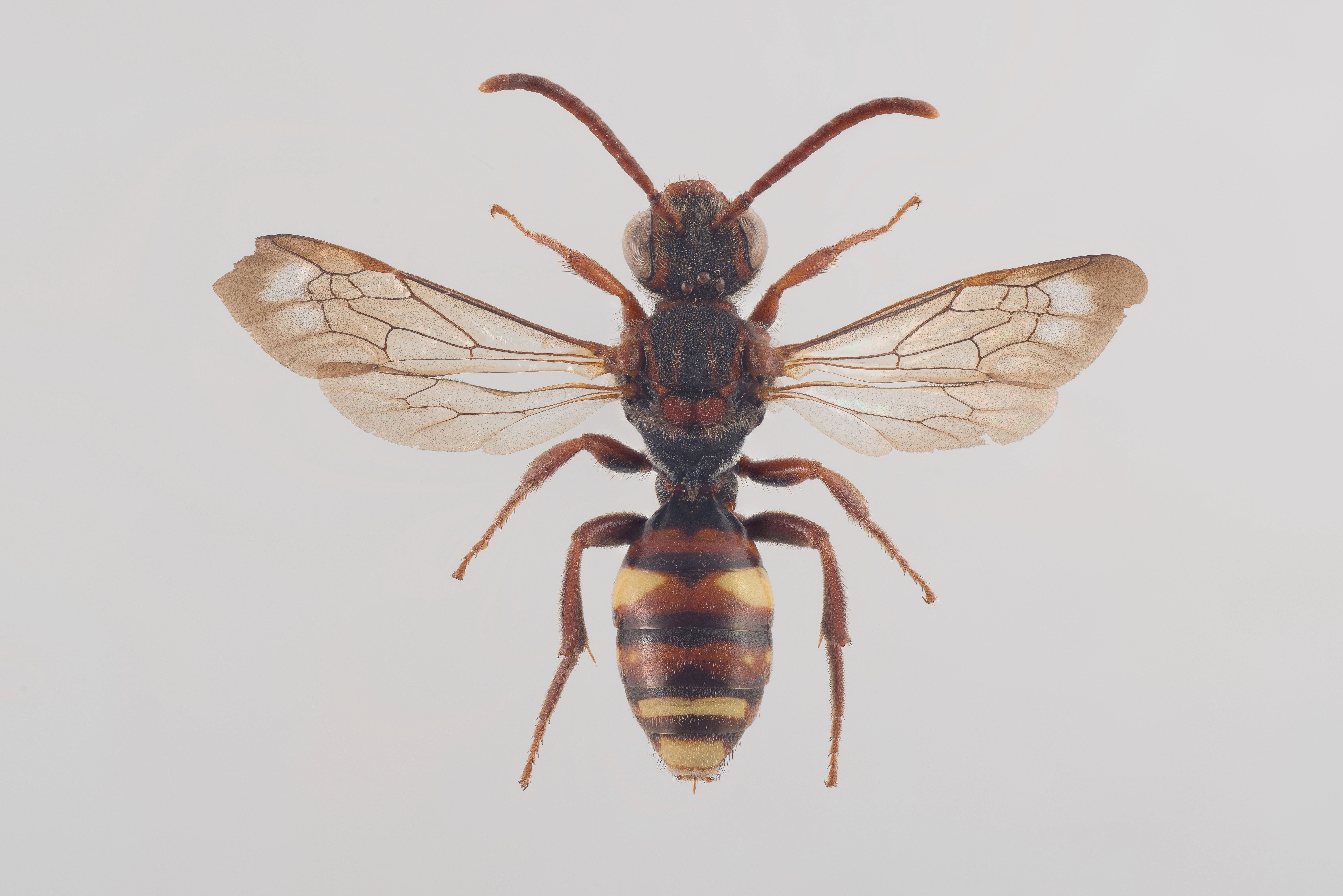 : Nomada opaca.