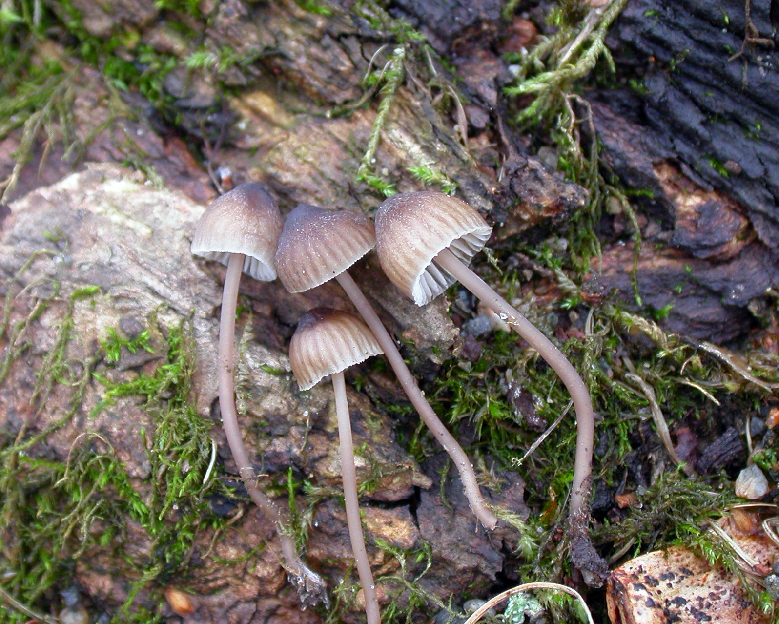 : Mycena erubescens.