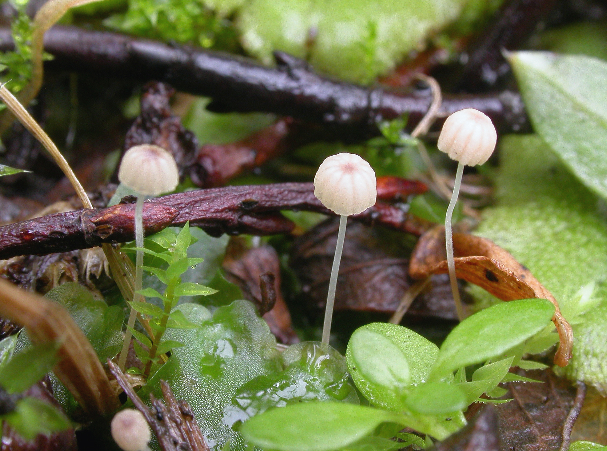 : Mycena exilis.