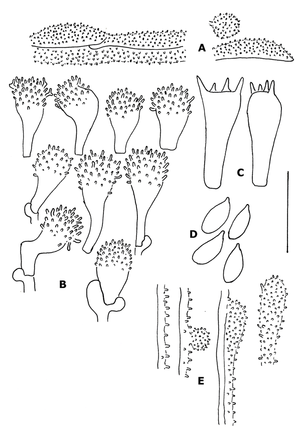 : Mycena exilis.