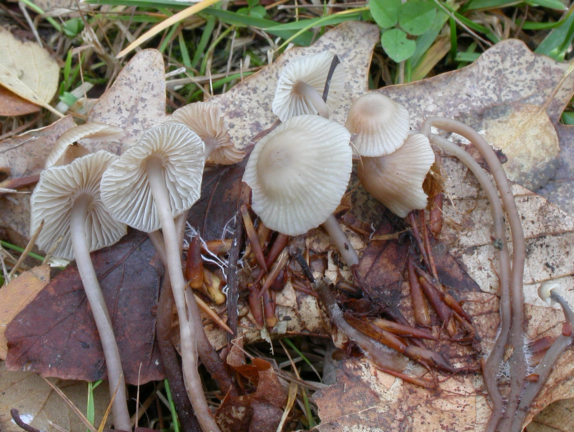 : Mycena fagetorum.