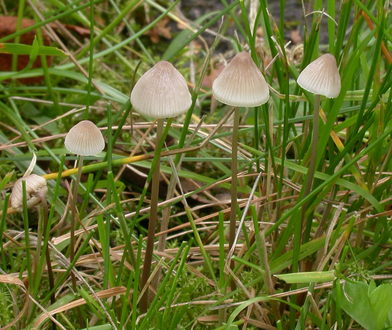 : Mycena filopes.