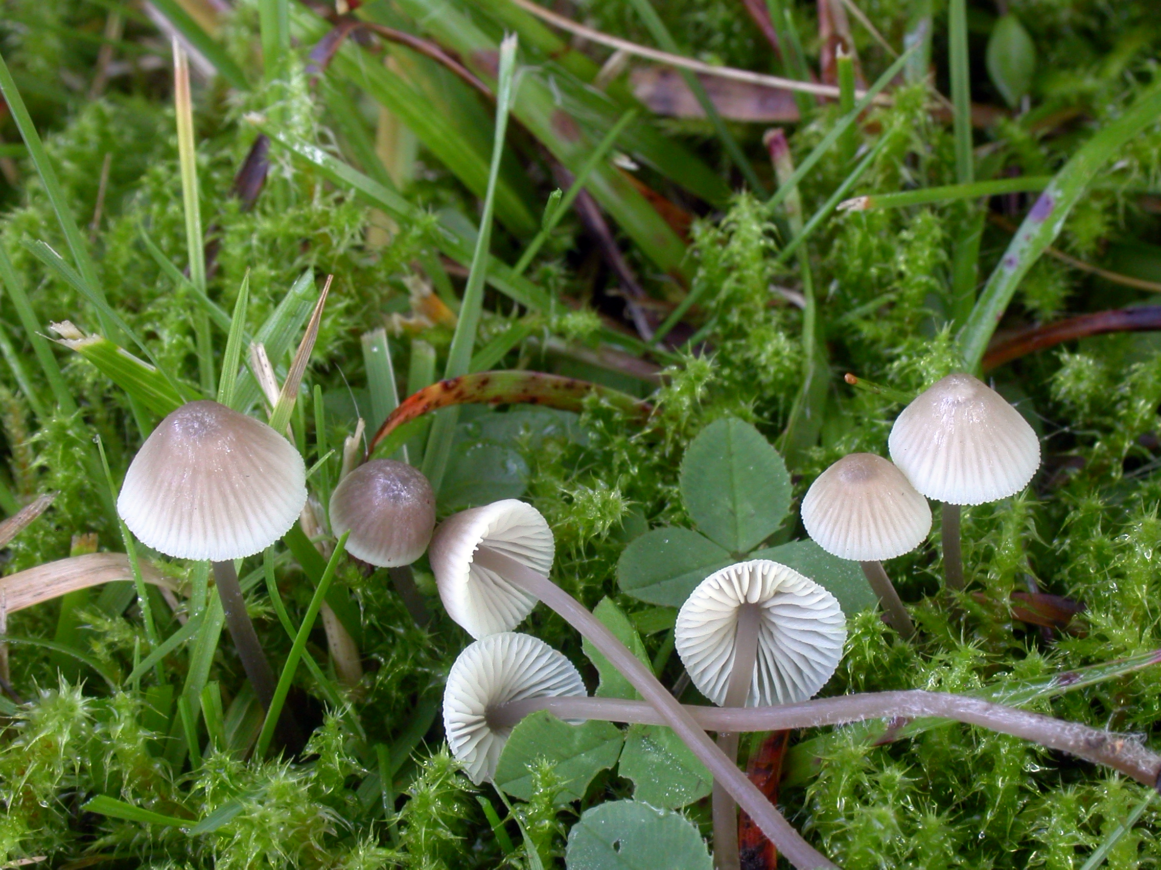 : Mycena flavescens.