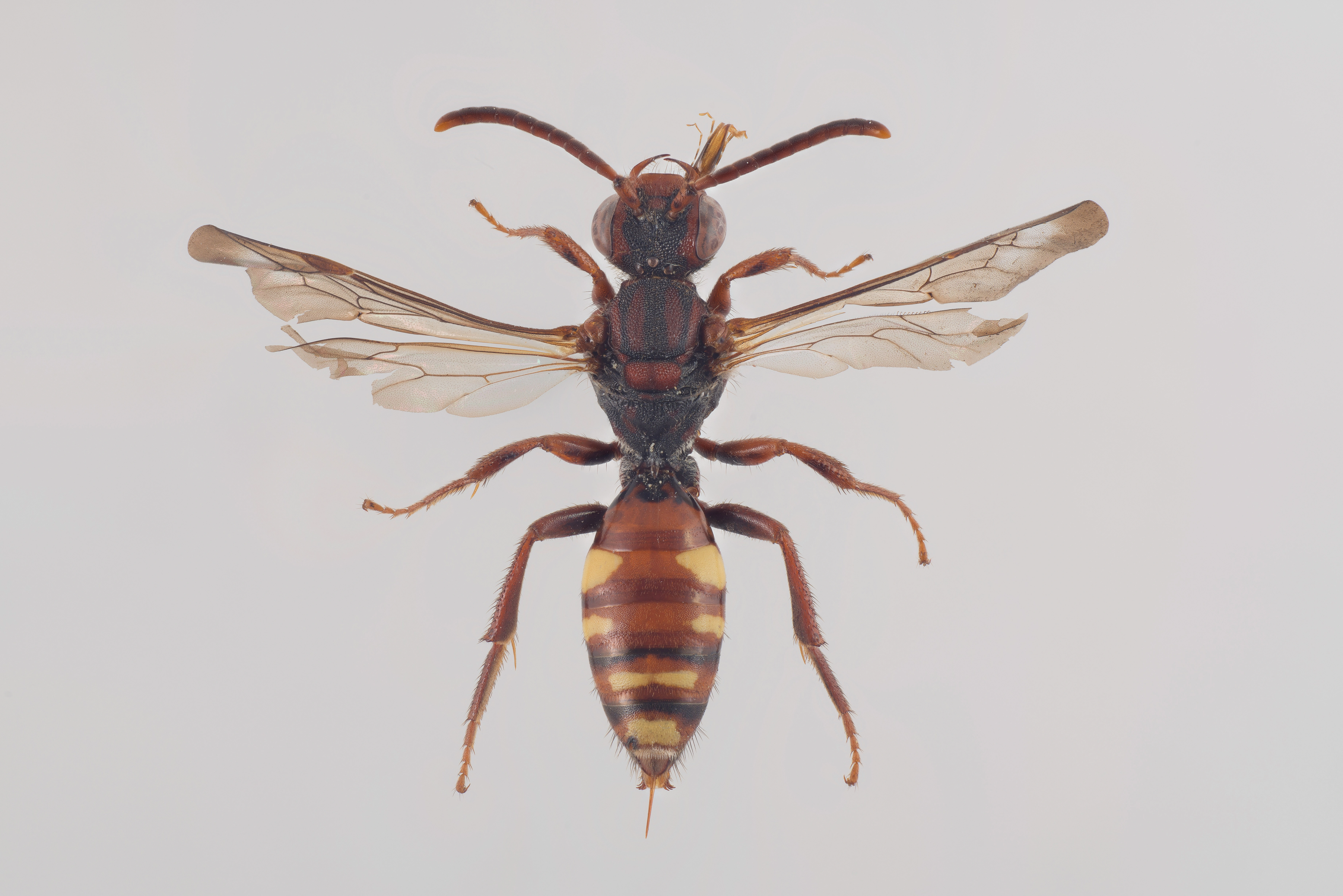 : Nomada panzeri.